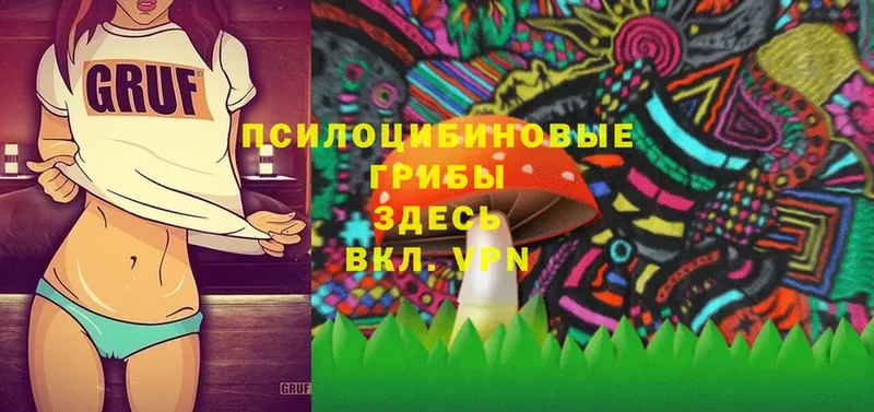 купить   Ельня  Псилоцибиновые грибы Psilocybine cubensis 